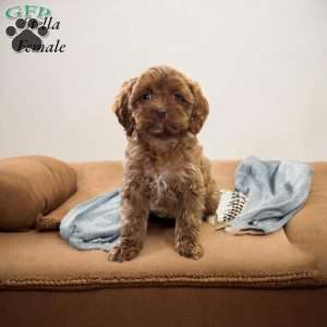 Stella, Cavapoo Puppy